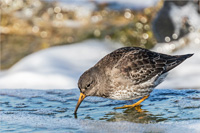 Meerstrandläufer