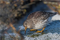 Meerstrandläufer