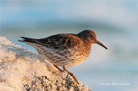 Meerstrandläufer