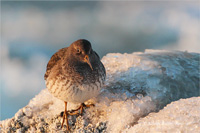 Meerstrandläufer