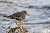 Meerstrandläufer