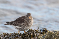 Meerstrandläufer