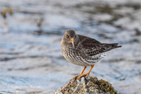 Meerstrandläufer