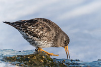 Meerstrandläufer