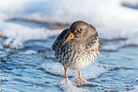 Meerstrandläufer