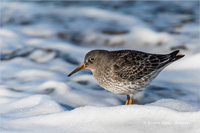 Meerstrandläufer