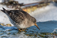 Meerstrandläufer