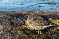 Meerstrandläufer