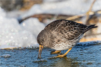 Meerstrandläufer