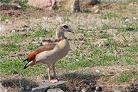 Nilgans