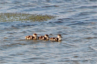 Nilgans (Küken)