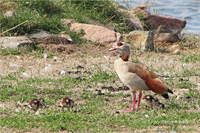 Nilgans (Familie)