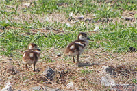 Nilgans (Küken)