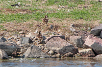 Nilgans (Küken)