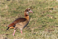 Nilgans