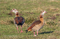 Nilgans (Pärchen)