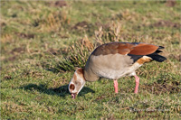 Nilgans