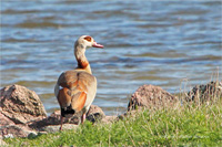 Nilgans