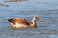 Nilgans