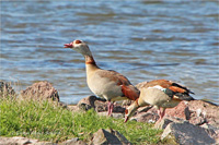 Nilgans (Pärchen)