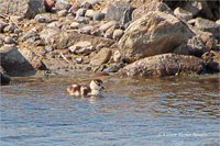 Nilgans (Küken)