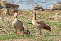 Nilgans (Familie)