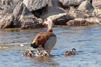 Nilgans (Familie)