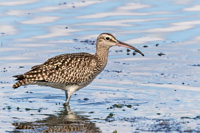 Regenbrachvogel