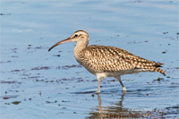 Regenbrachvogel