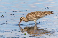 Regenbrachvogel