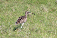 Regenbrachvogel