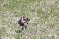 Regenbrachvogel