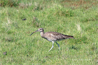 Regenbrachvogel