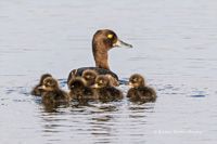 Reiherente (Familie)