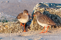 Rotschenkel
