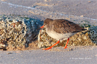 Rotschenkel