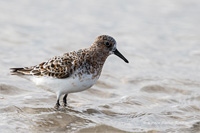 Sanderling