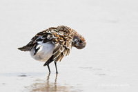 Sanderling