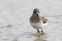 Sanderling