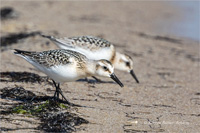 Sanderling (Jugend)