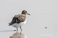 Sanderling