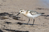 Sanderling (Jugend)