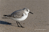 Sanderling