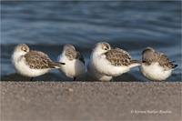 Sanderling