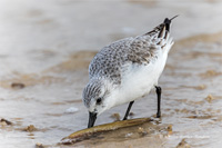 Sanderling