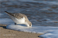 Sanderling