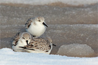 Sanderling