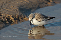 Sanderling