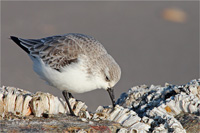 Sanderling