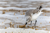 Sanderling